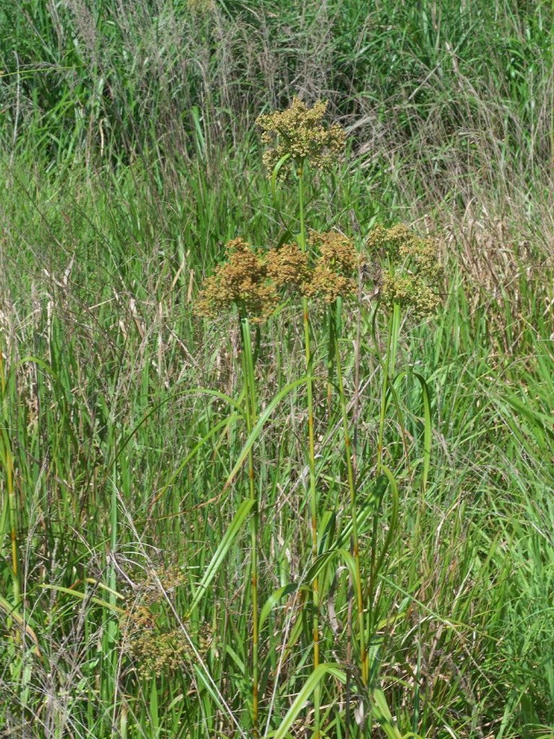 Scirpus asiaticus