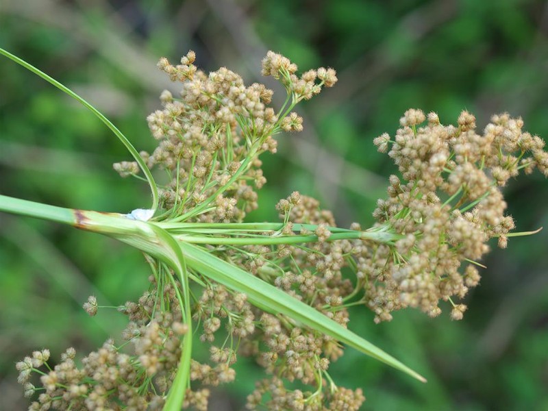 Scirpus asiaticus photo 2