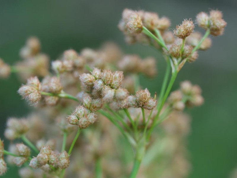 Scirpus asiaticus photo 3