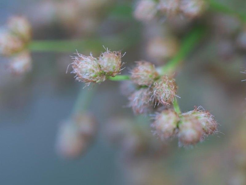 Scirpus asiaticus photo 4