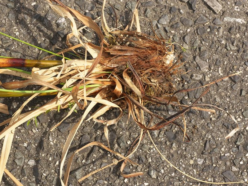 Scirpus asiaticus photo 6