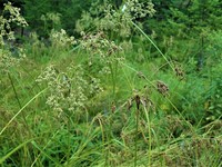 Blackgirdle Bulrush
