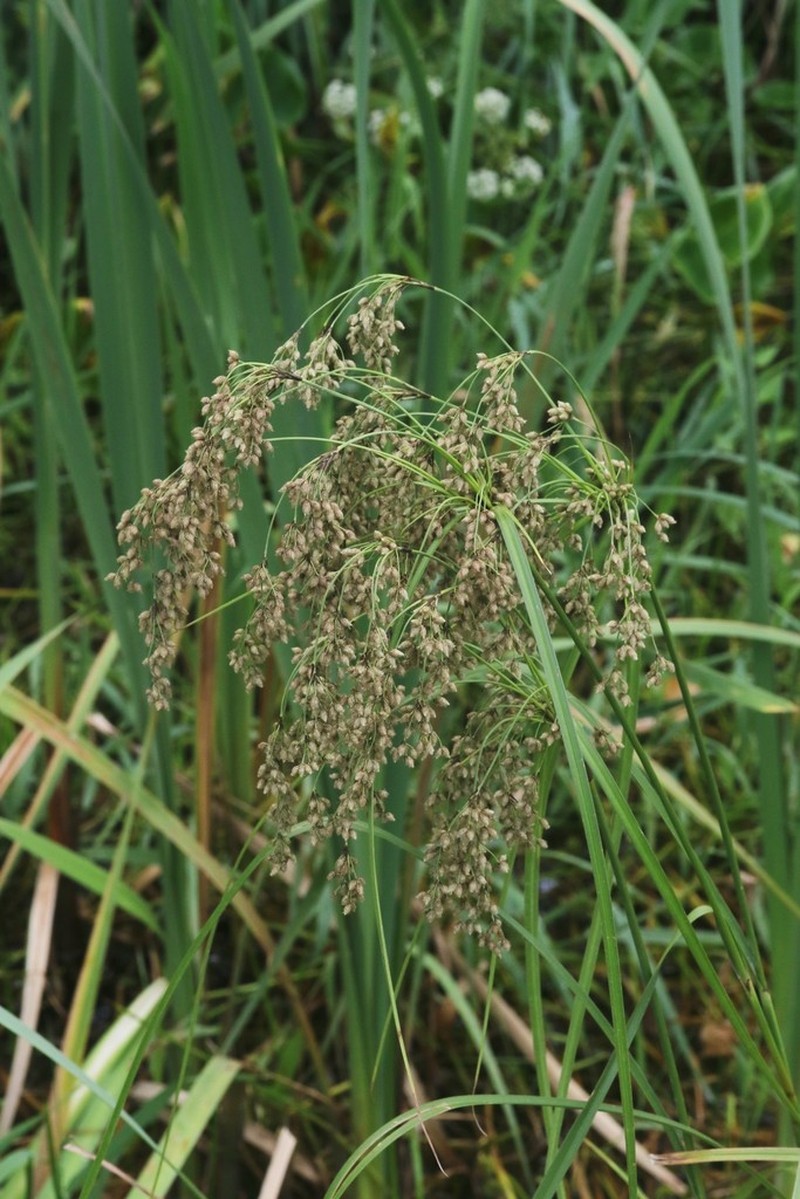 Blackgirdle Bulrush photo 2