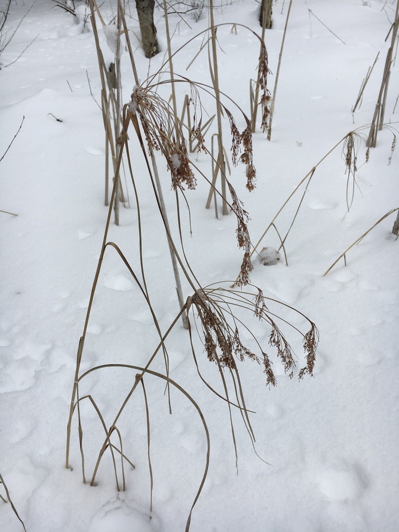 Blackgirdle Bulrush photo 3