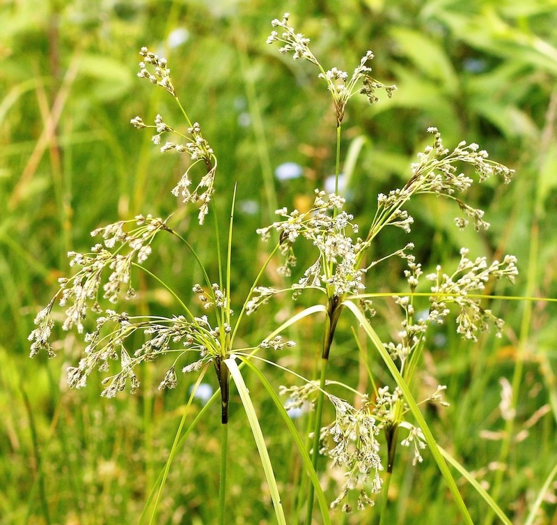 Blackgirdle Bulrush photo 4