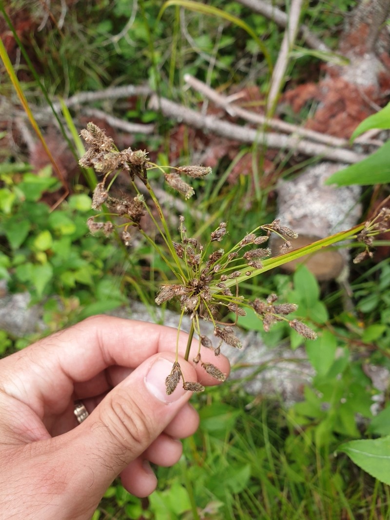 Blackgirdle Bulrush photo 5