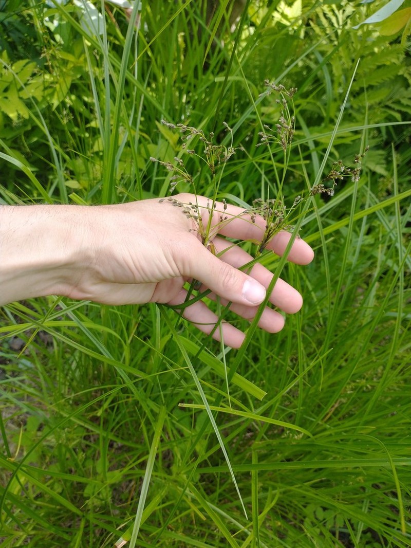 Blackgirdle Bulrush photo 6