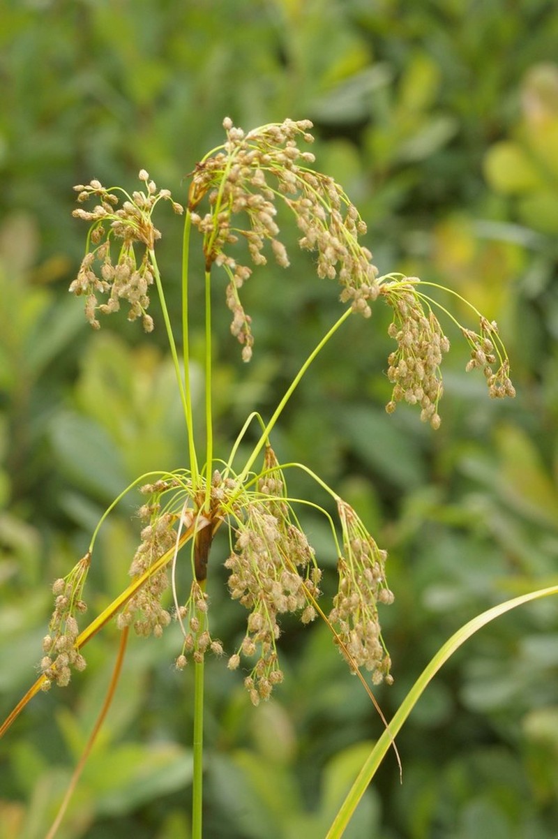 Blackgirdle Bulrush photo 7