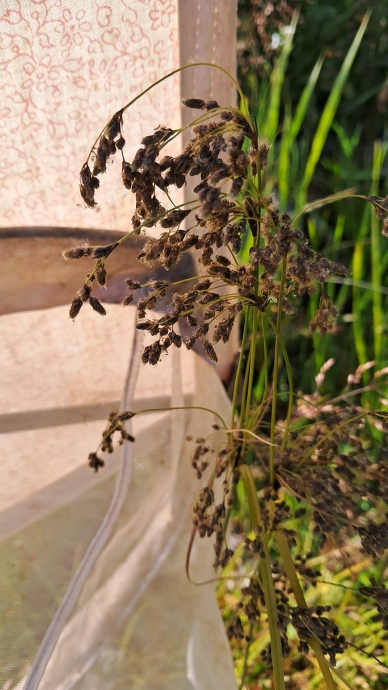 Blackgirdle Bulrush photo 8