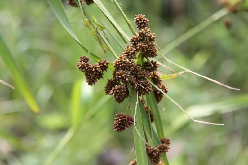 Green Bulrush photo 3