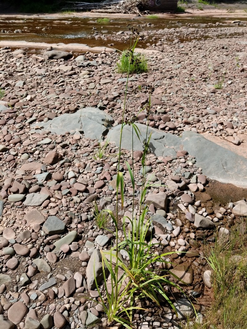 Green Bulrush photo 4