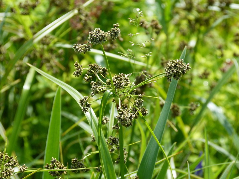 Green Bulrush photo 6