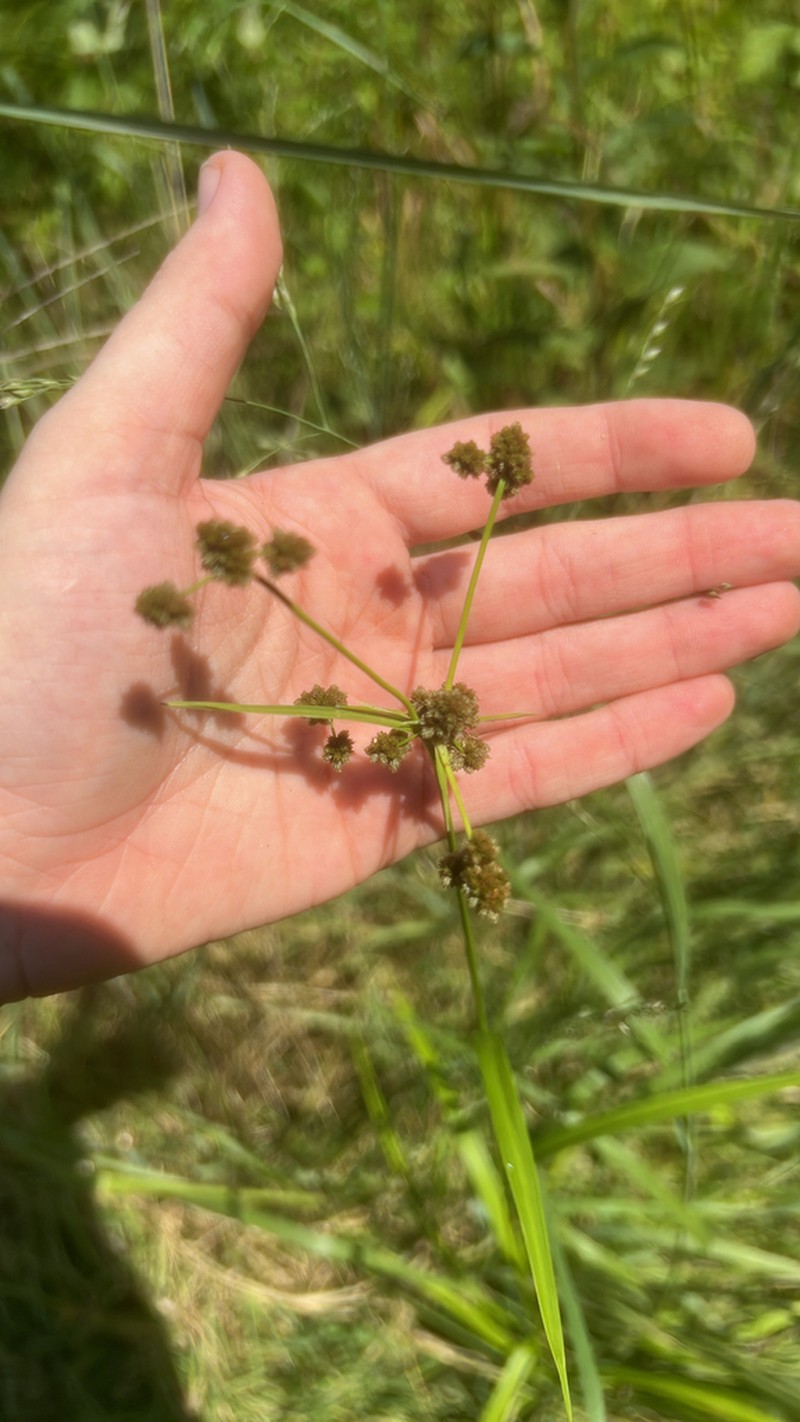 Green Bulrush photo 7