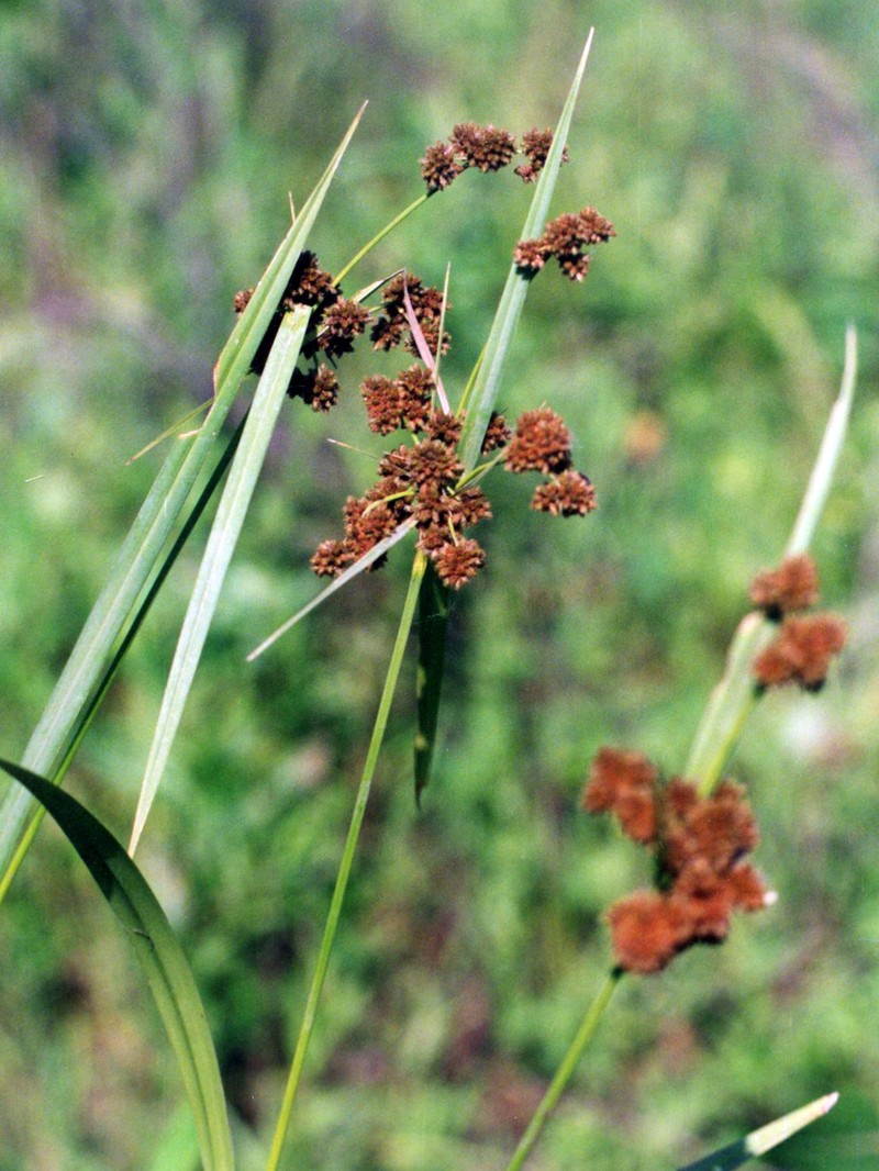 Green Bulrush