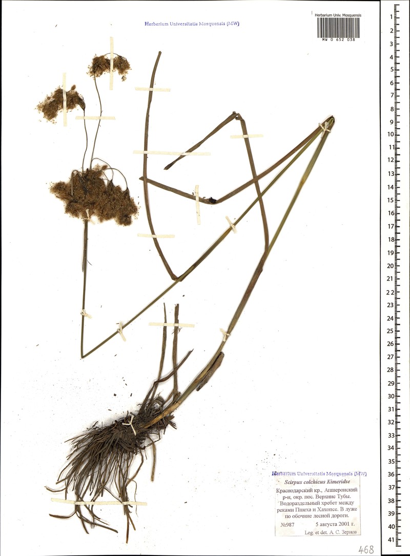 Scirpus colchicus