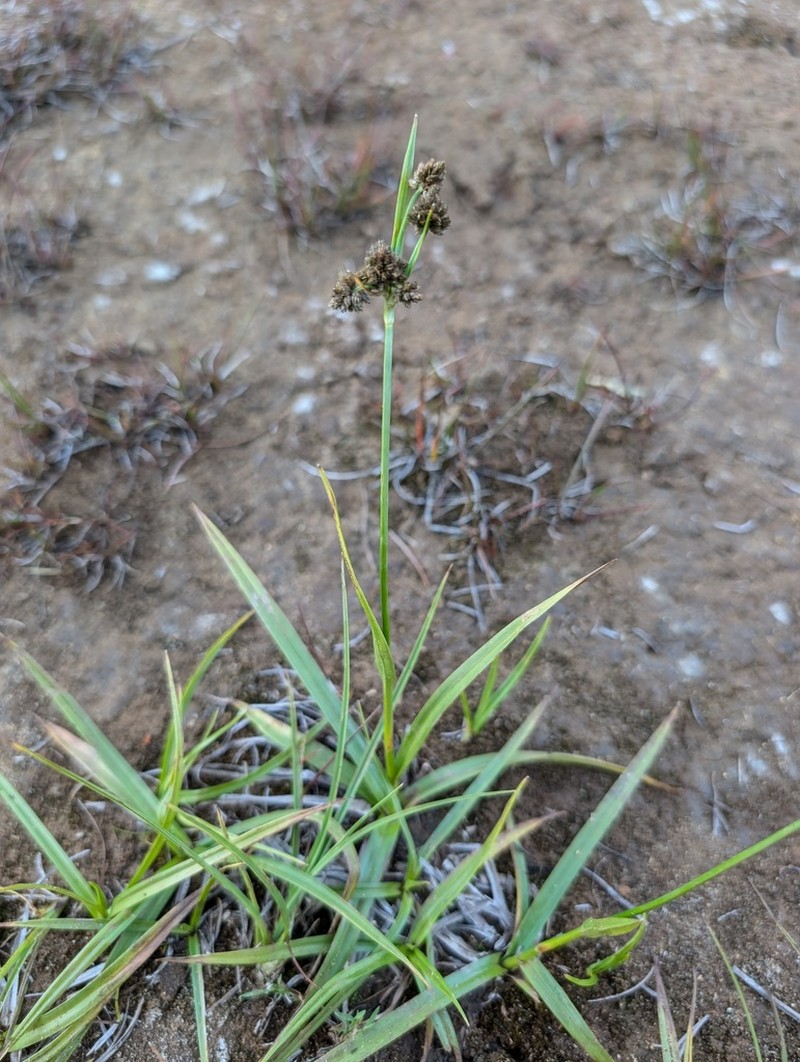 Congdon's Bulrush photo 2