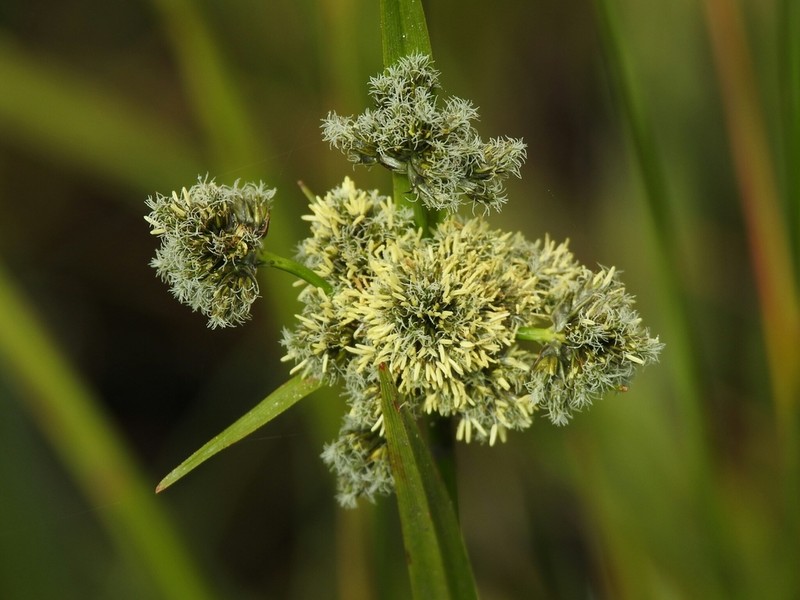 Congdon's Bulrush photo 3