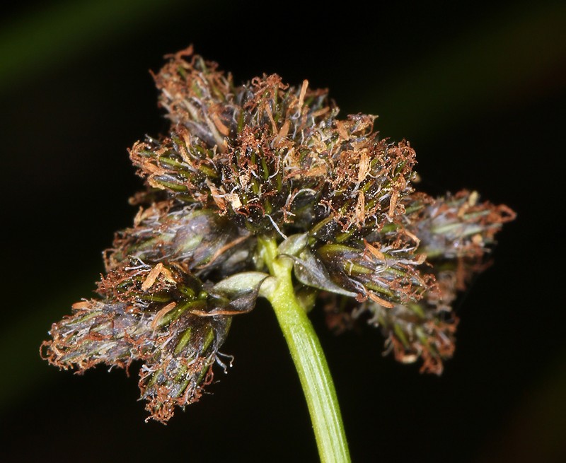 Congdon's Bulrush photo 4