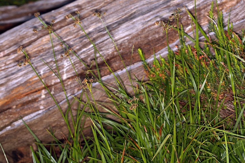Congdon's Bulrush photo 6