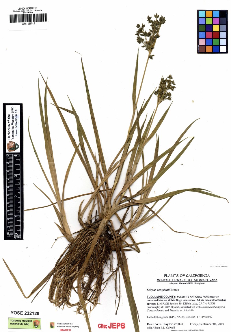 Congdon's Bulrush