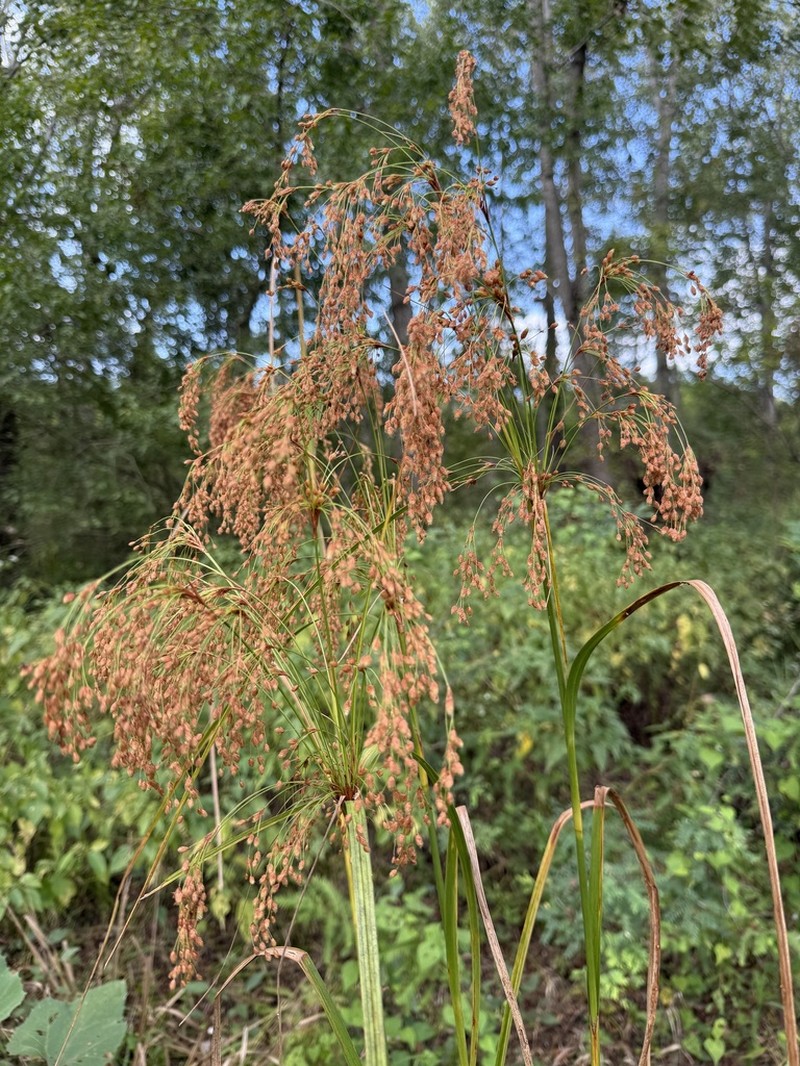 Woolgrass photo 4