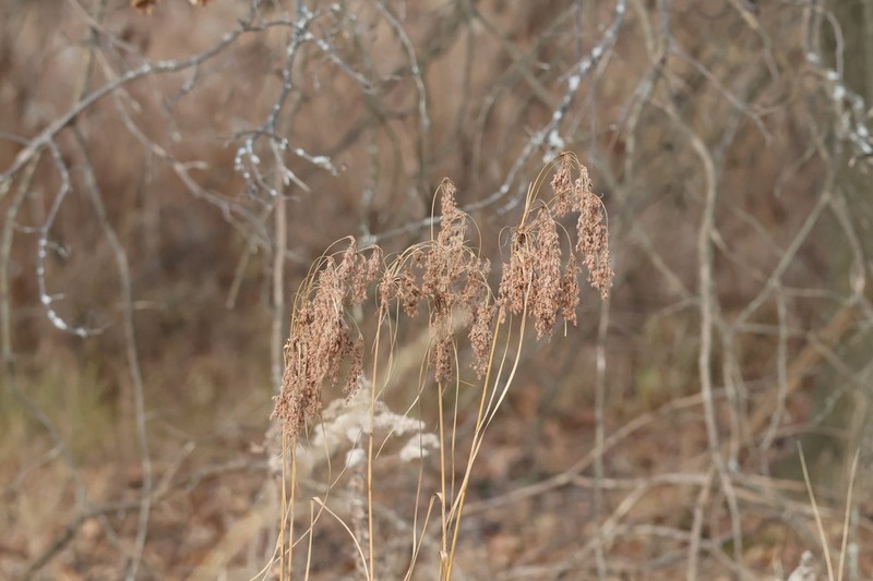 Woolgrass photo 5
