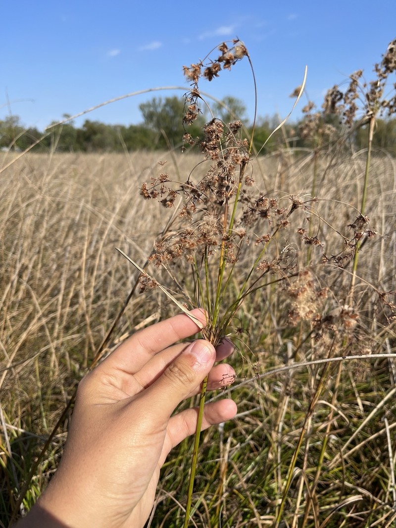 Woolgrass photo 6