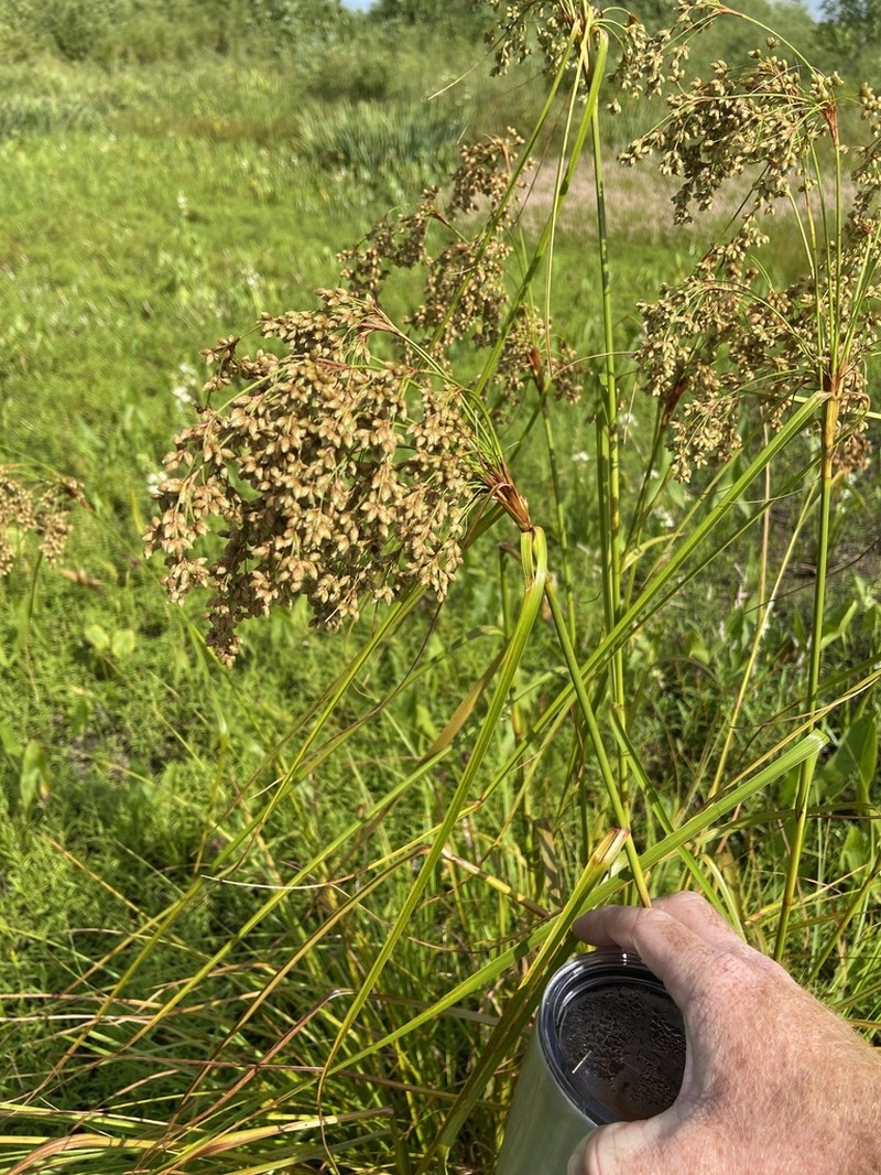 Woolgrass photo 7