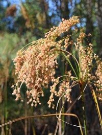 Woolgrass