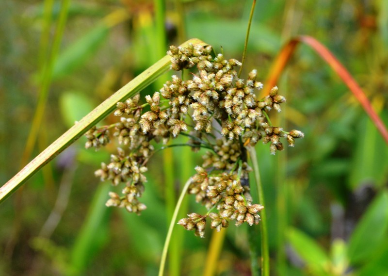 Woolgrass photo 2