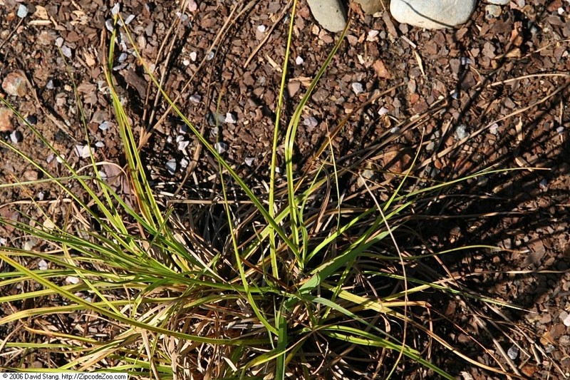 Woolgrass photo 3