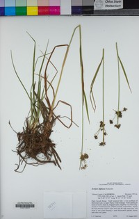 Umbrella Bulrush