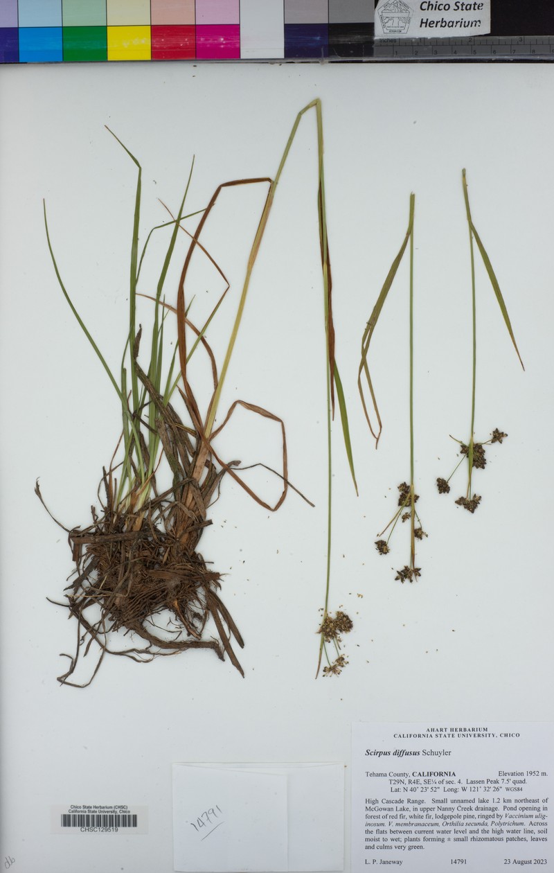 Umbrella Bulrush