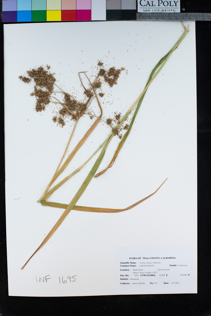 Umbrella Bulrush photo 2