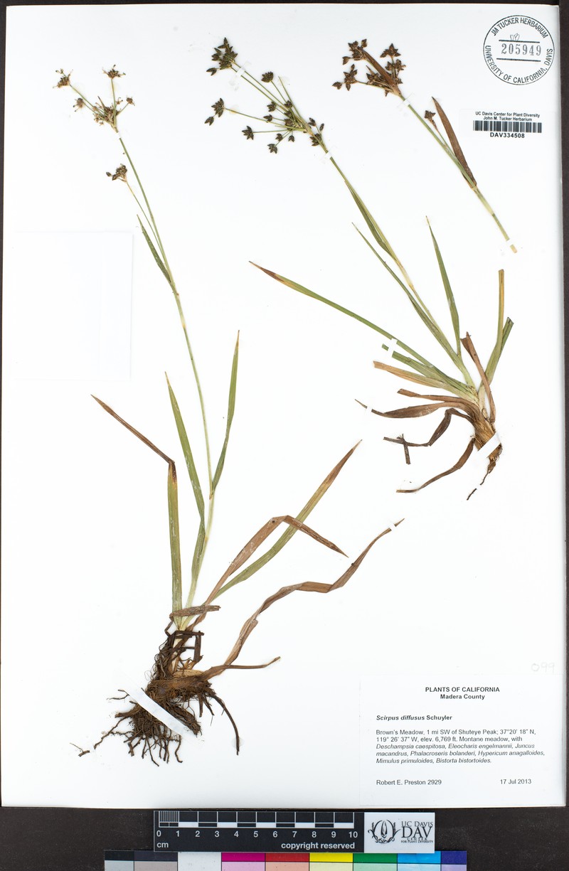 Umbrella Bulrush photo 3