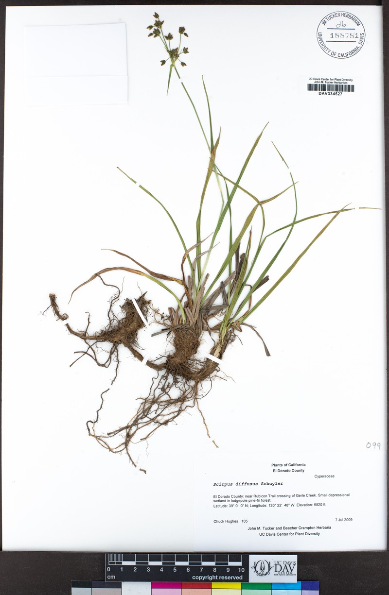 Umbrella Bulrush photo 4
