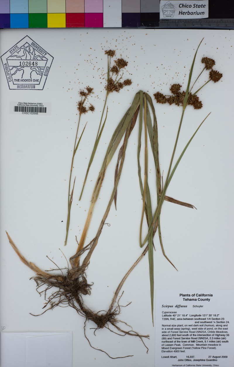 Umbrella Bulrush photo 5