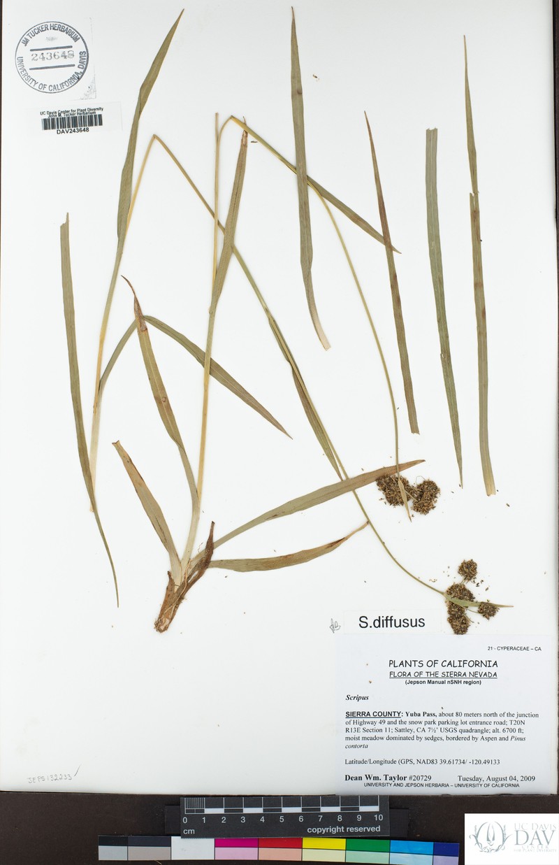 Umbrella Bulrush photo 6
