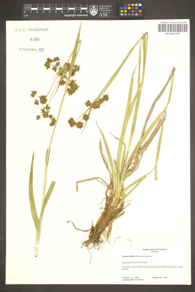 Umbrella Bulrush photo 7