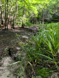 Spreading Bulrush