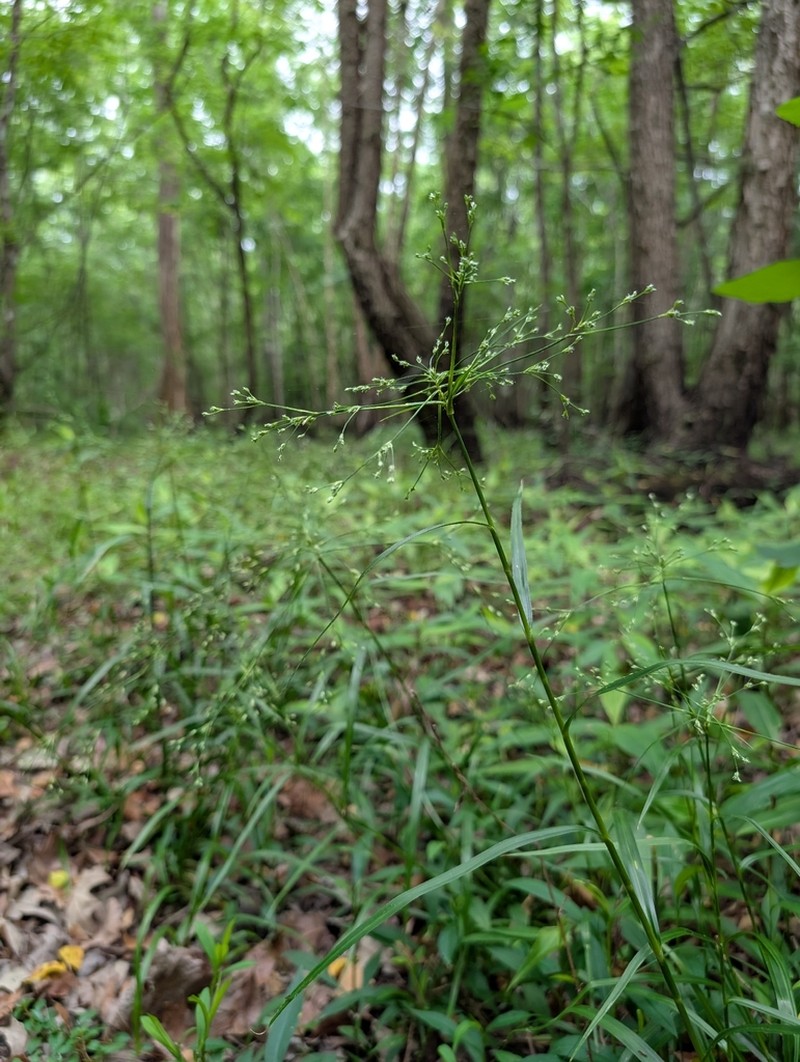 Spreading Bulrush photo 2