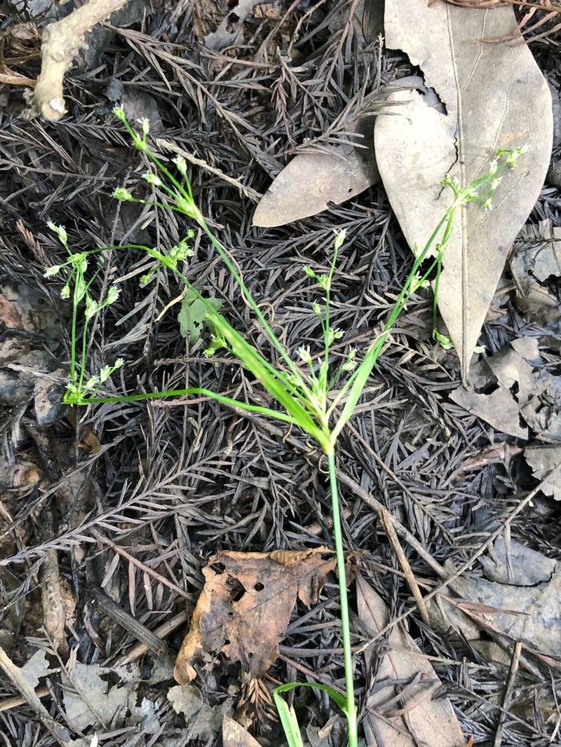 Spreading Bulrush photo 5