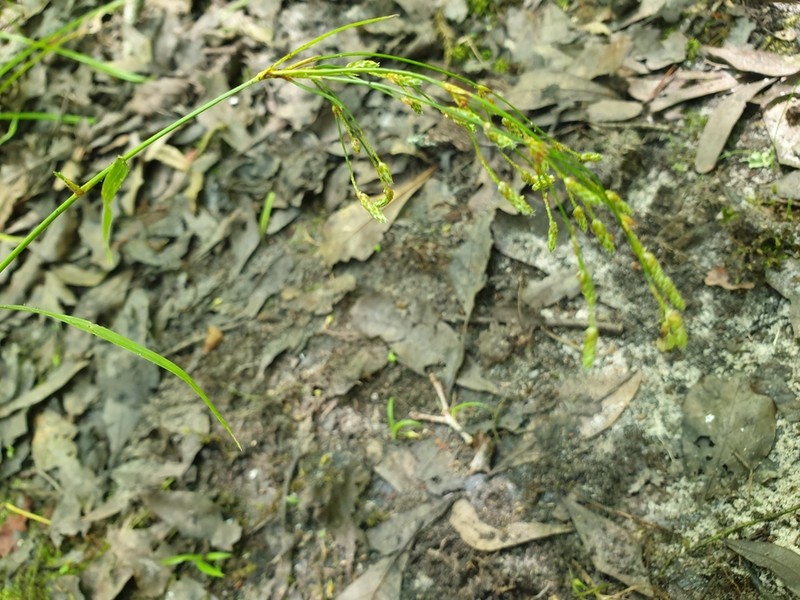 Spreading Bulrush photo 6