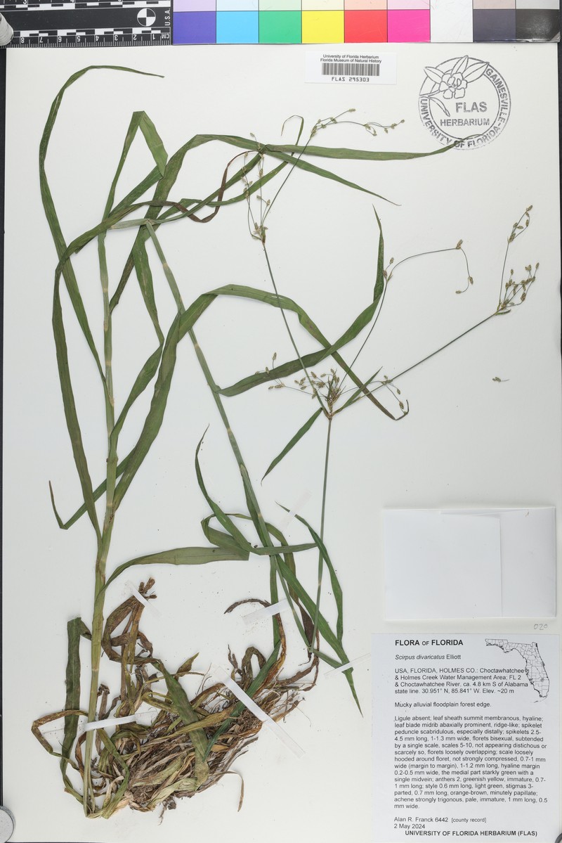 Spreading Bulrush photo 8