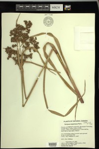 Woodland Bulrush