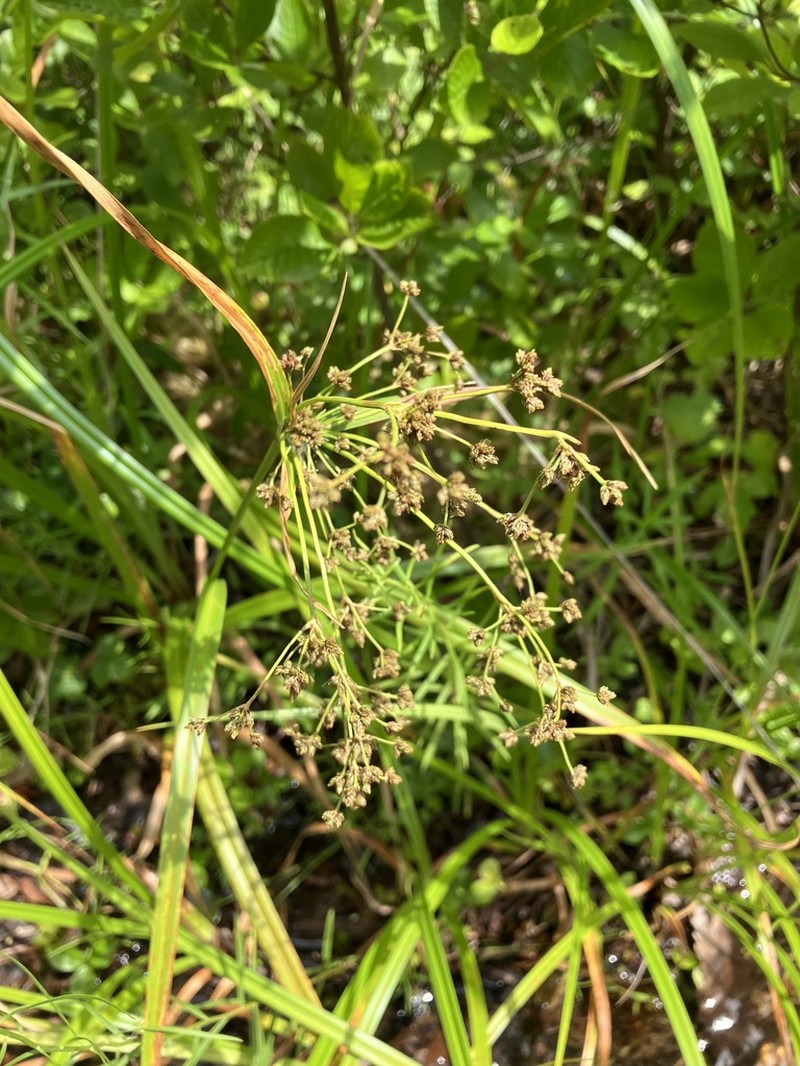 Woodland Bulrush photo 2