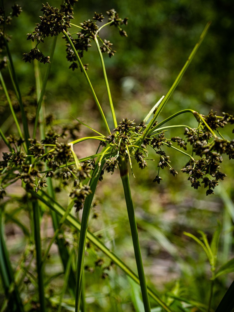 Woodland Bulrush photo 3