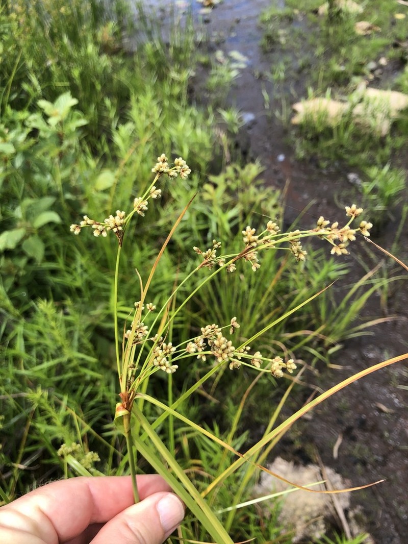 Woodland Bulrush photo 4