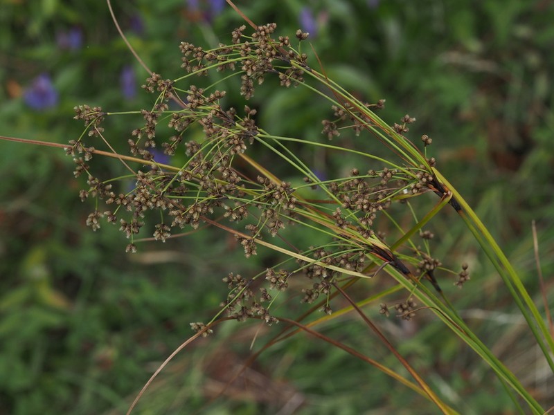Woodland Bulrush photo 5