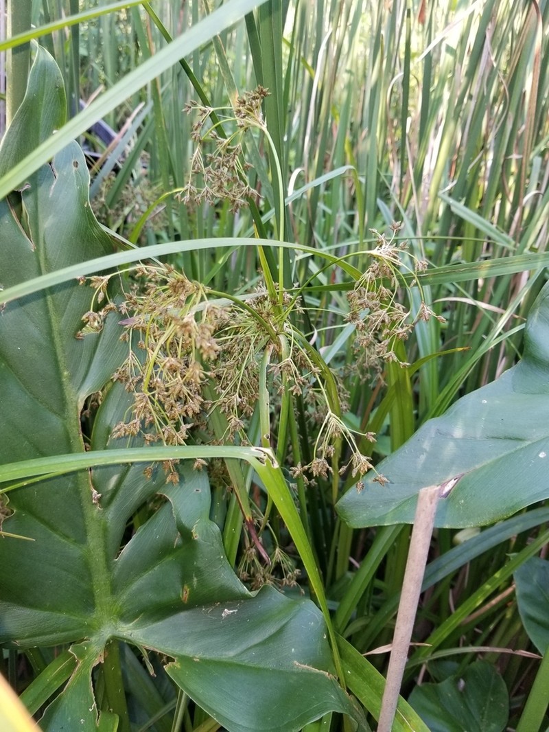 Woodland Bulrush photo 6